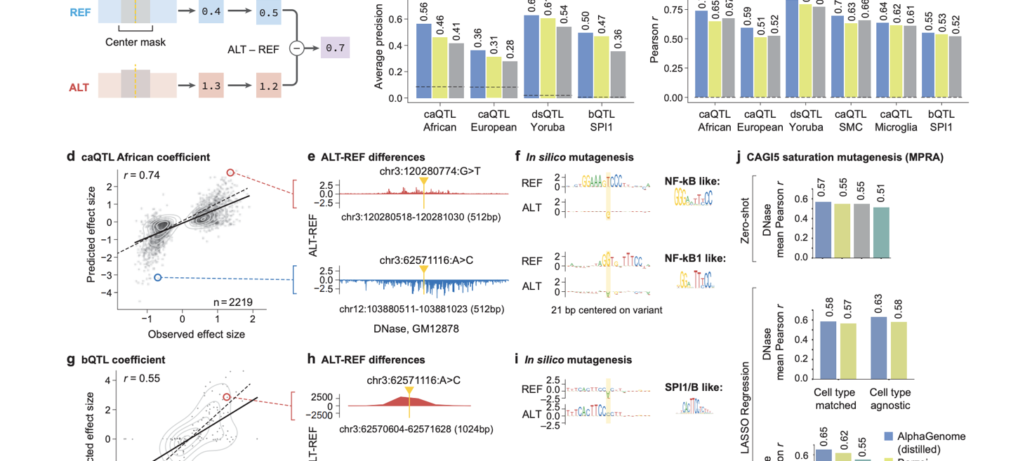 AlphaGenome: A Deep Learning Model that can more Comprehensively Predict the Impact of Single Variants or Mutations in DNA