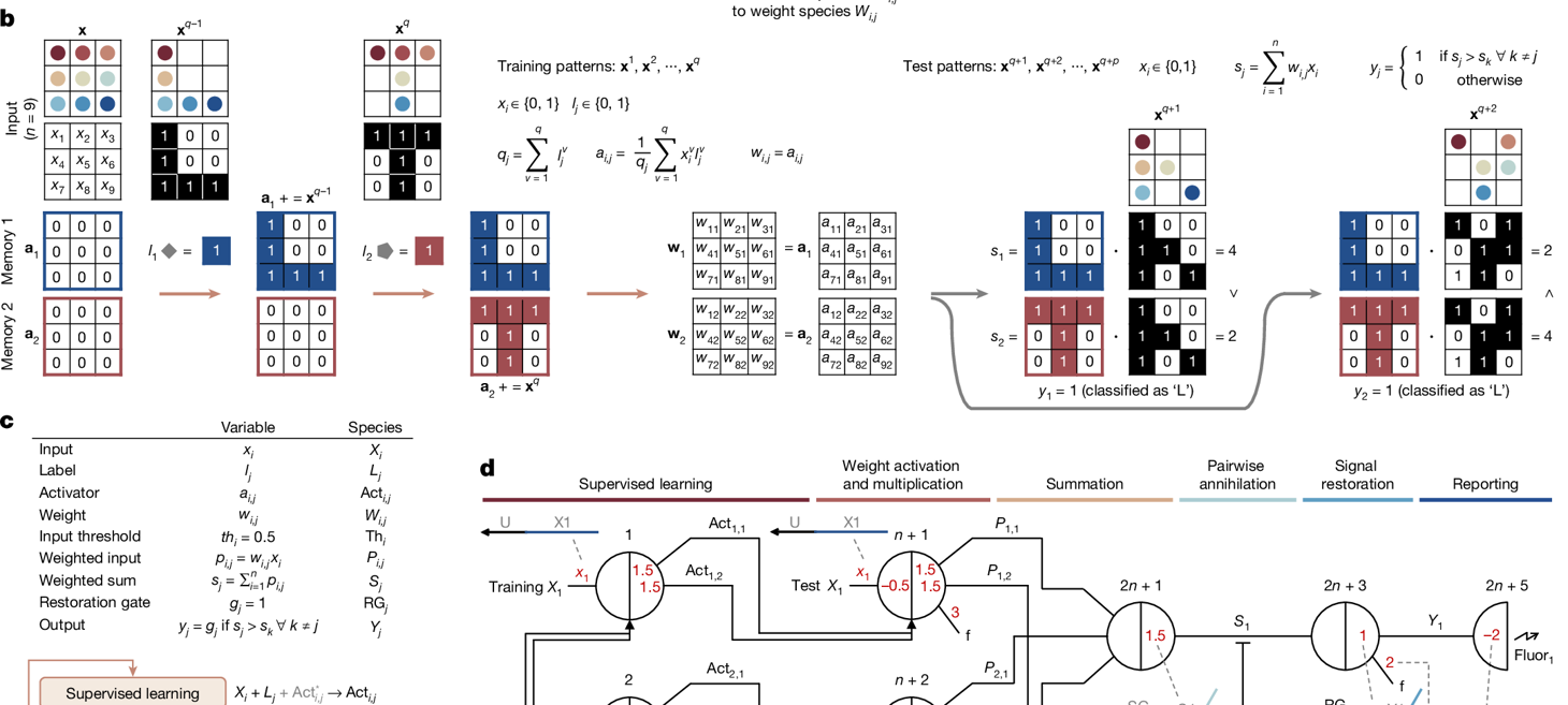 Supervised learning in DNA neural networks